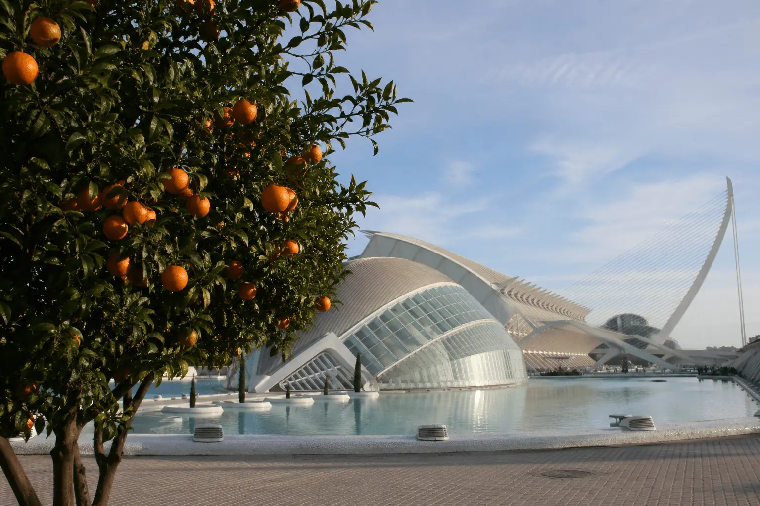 Orange trees in Valencia, Spain